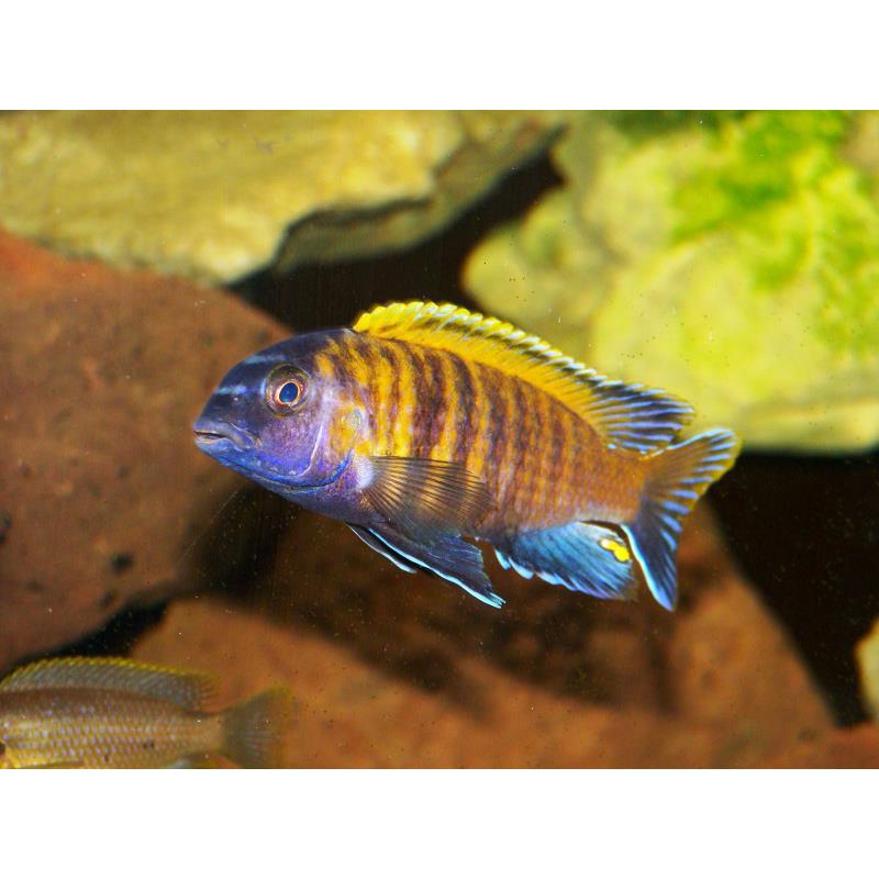 Pseudotropheus tropheops red fin - imagine 4